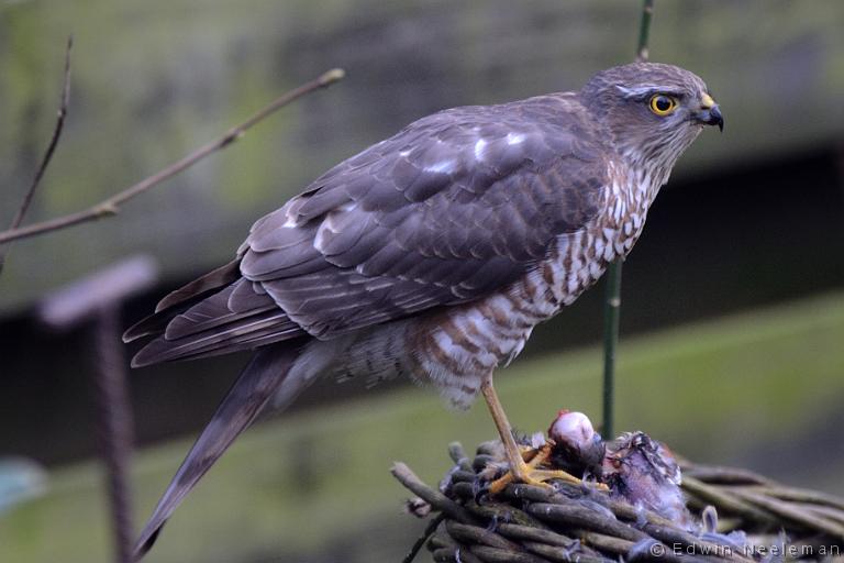 ENE-20140131-0003.jpg - [nl] Sperwer ( Accipiter nisus )  | Ommeren[en] Sparrowhawk ( Accipiter nisus )  | Ommeren, The Netherlands